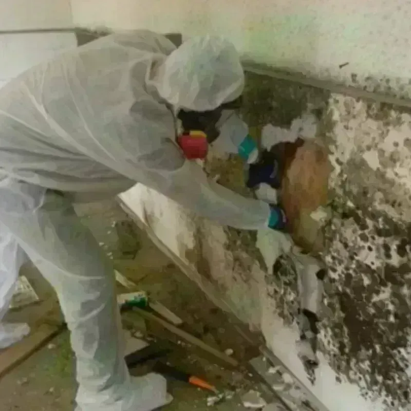 Mold Remediation and Removal in Henry County, OH